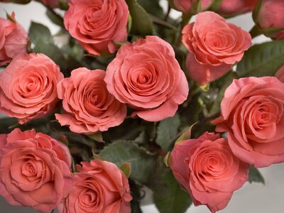 Pink rose pink flower beautiful flowers