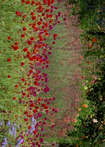 Mount Auburn Cemetery: Eternally Green photo