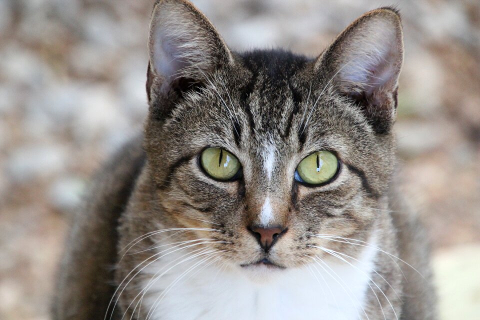 Domestic kitty fur
