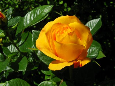 Gold garden flower
