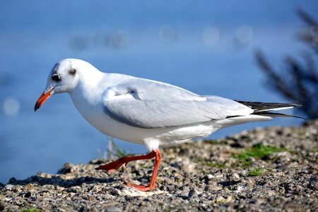 Close up water bird animal world