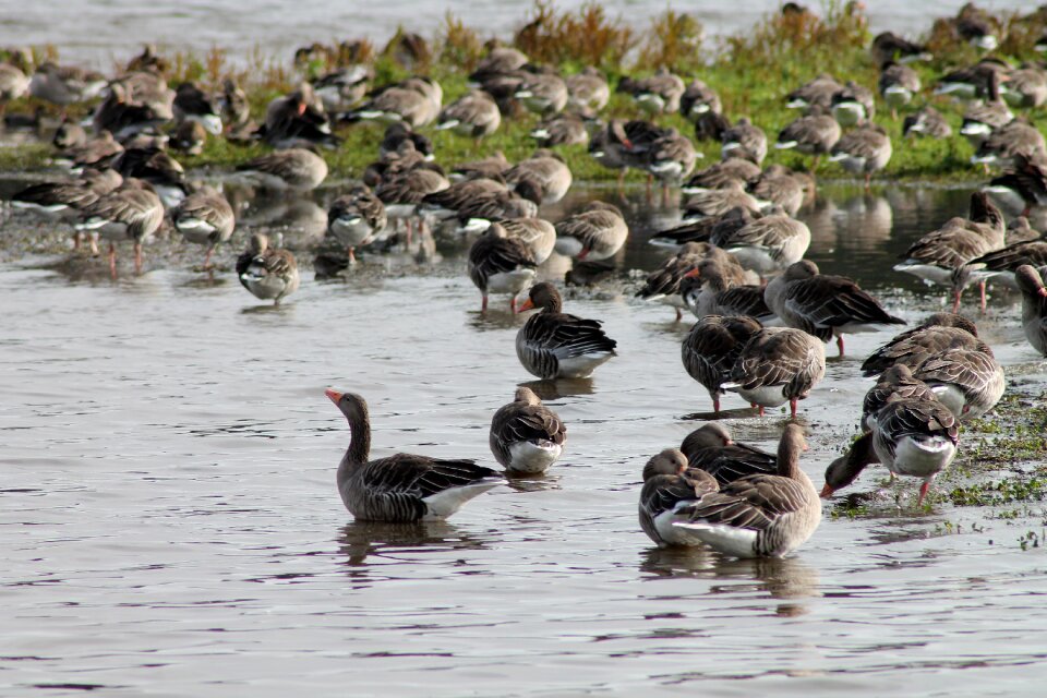 Swimming birds water swimmer