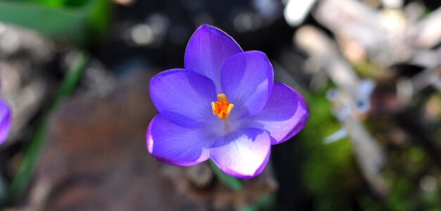 Bloom plant spring flower photo