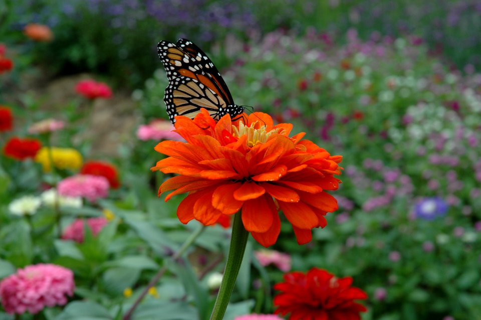 Zinnia photo