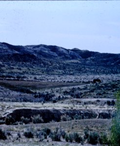 Animal in Field, SD