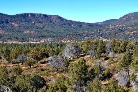 Another View of Pine