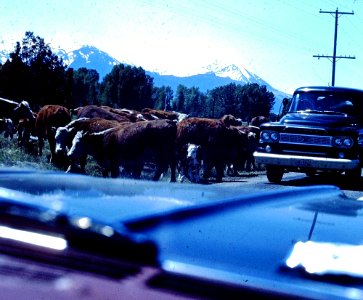 Cattle Traffic Jam (3)