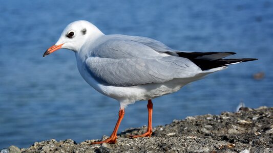 Close up water bird animal world photo