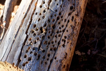 Where The Woodpeckers Store Seeds