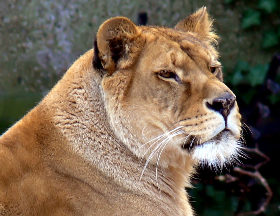 Antwerp Zoo - 29-03-2008