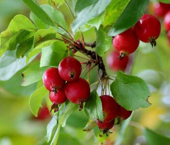 Fruit natural forest