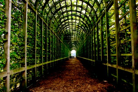 Green Tunnel at Hampton Court Palace photo