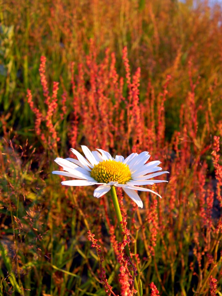 Wild flowers flowers of the field meadow