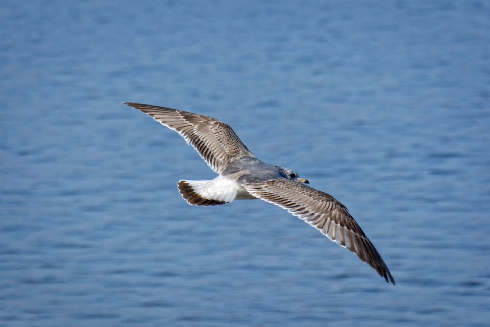 Water bird animal world flying photo