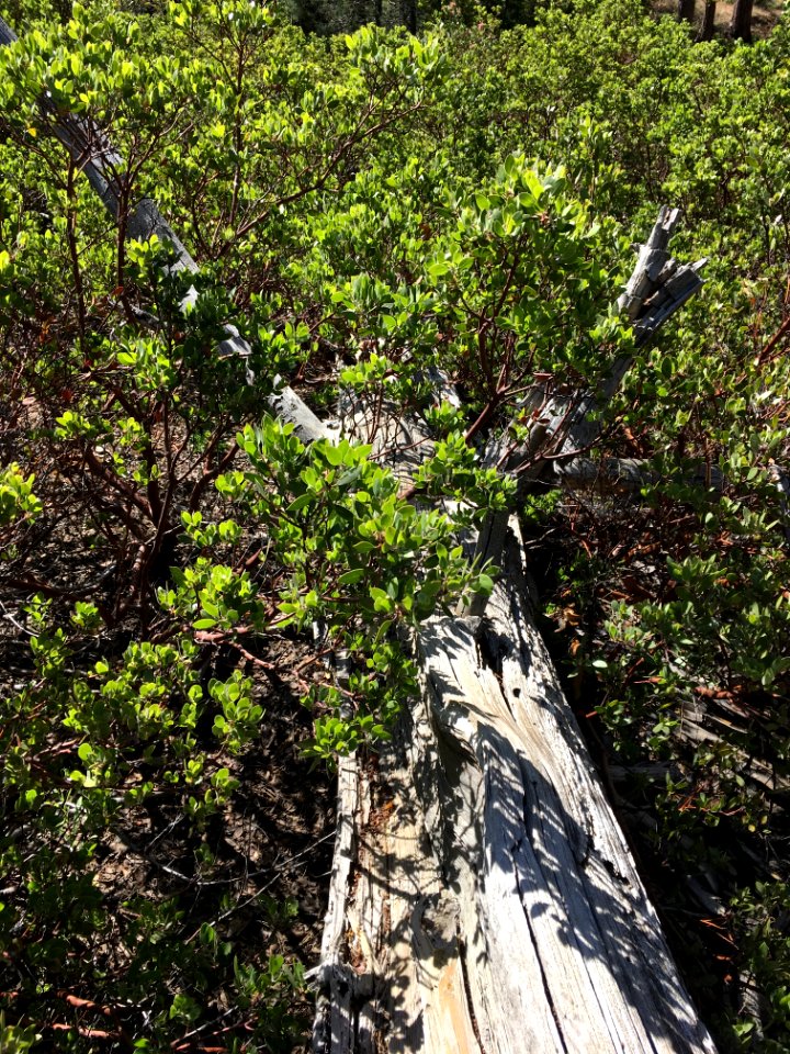 Manzanita Reclaiming