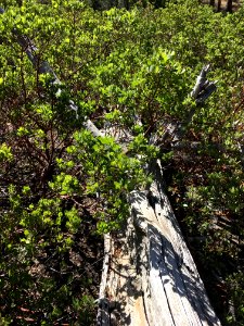 Manzanita Reclaiming
