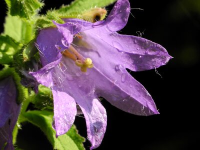 Bloom purple close up photo