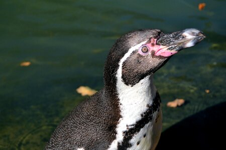 Bird water close up photo