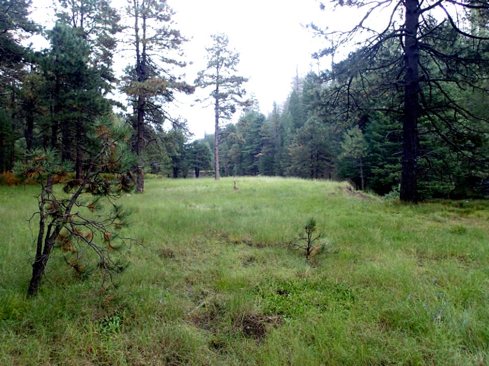 Whole Lot of Grass