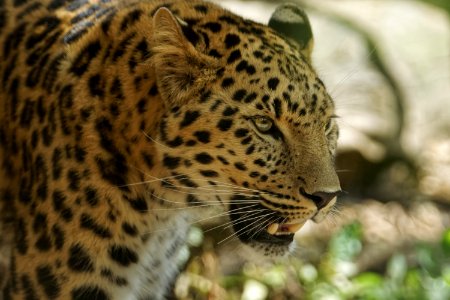 Amur Leopard, Marwell Zoo photo