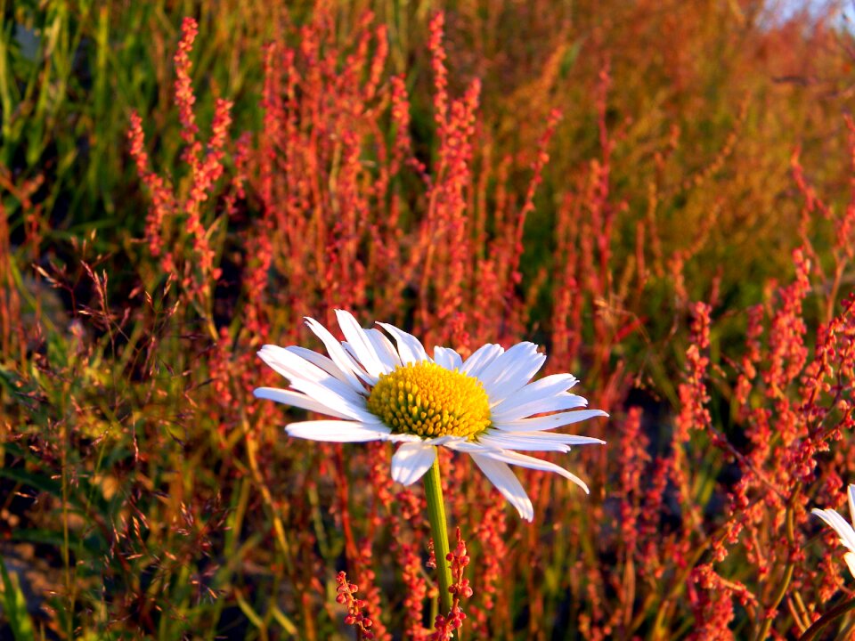Wild flowers flowers of the field meadow