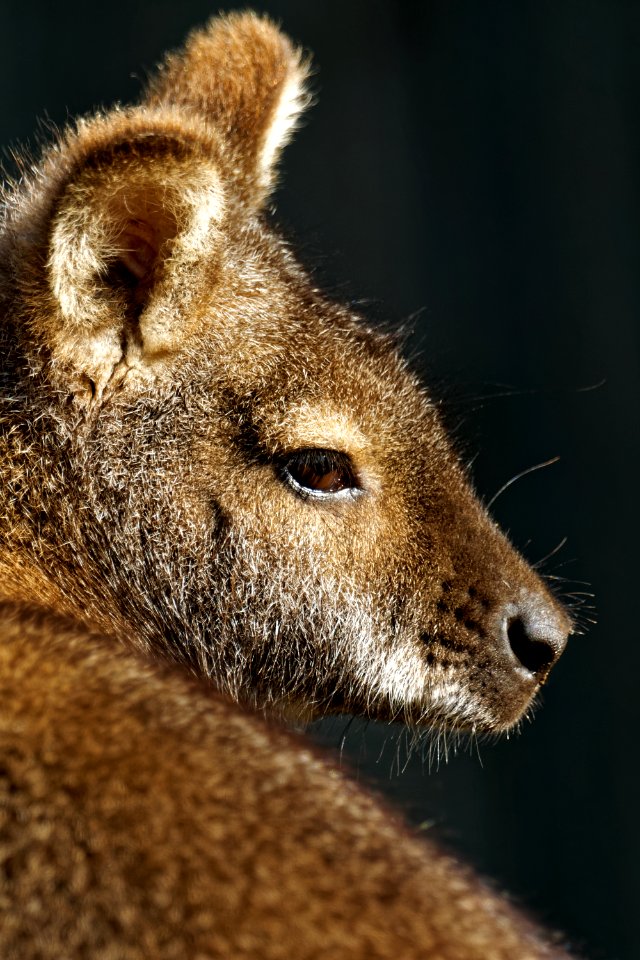 Red-necked Wallaby, Marwell Zoo