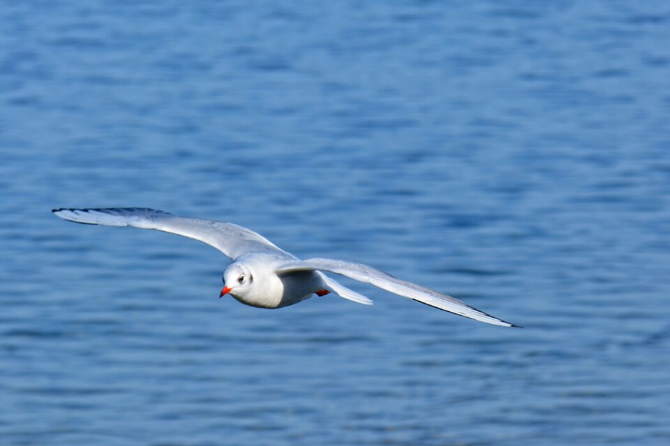 Water bird animal world flying
