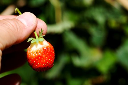 Bonus Strawberry