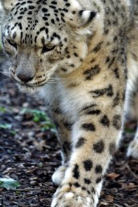 Snow Leopard, Marwell Zoo