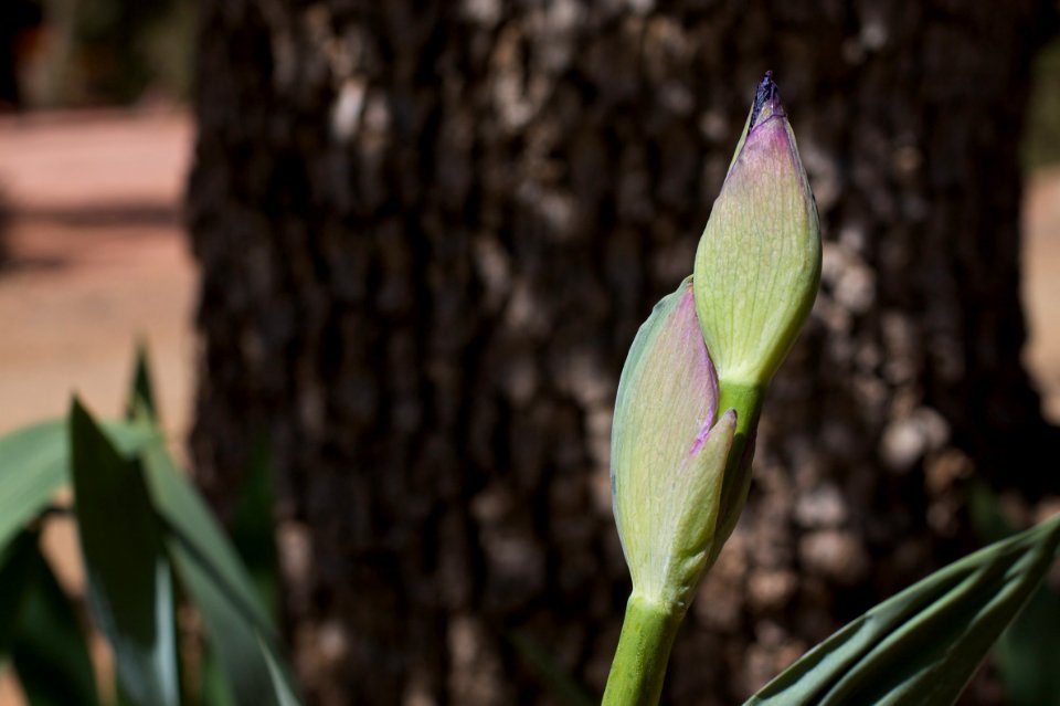First Iris Buds
