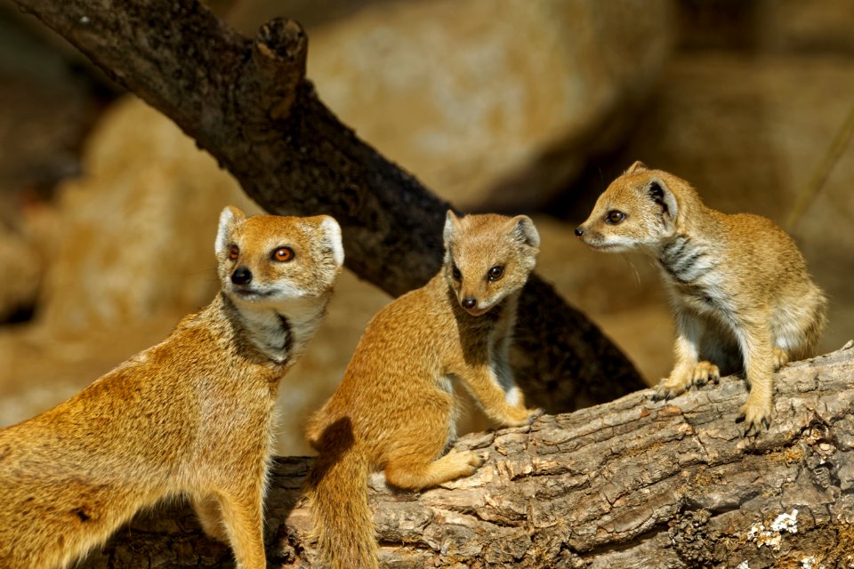 Yellow Mongoose, Marwell Zoo