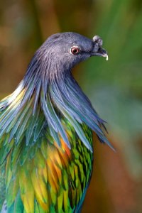 Nicobar Pigeon, Marwell Zoo photo