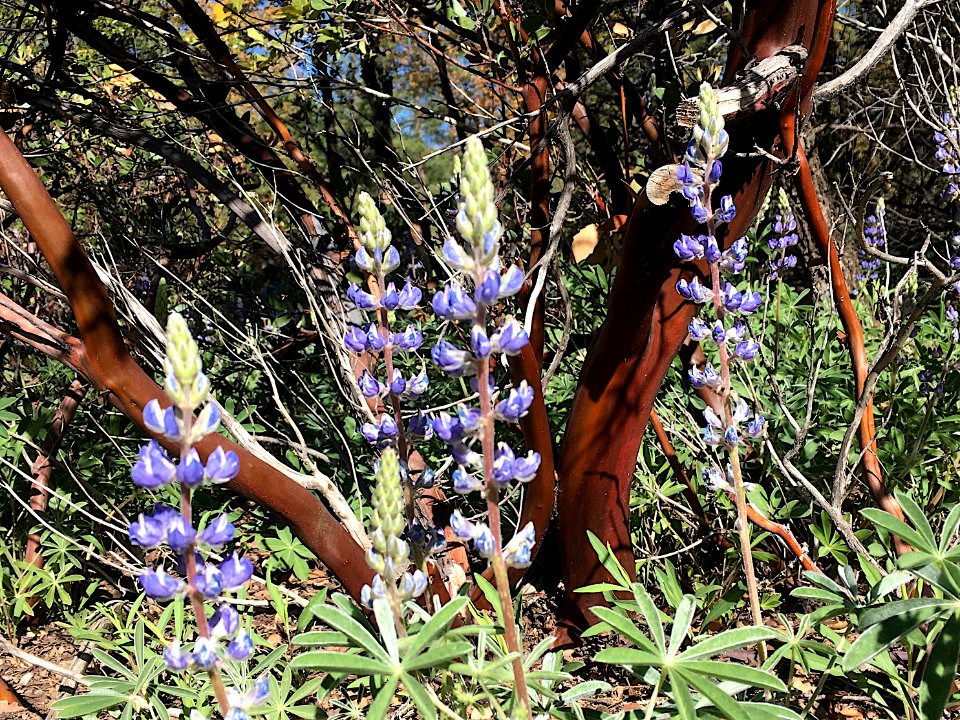 Lupine and Manzanita