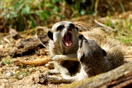 Meerkat, Marwell Zoo photo
