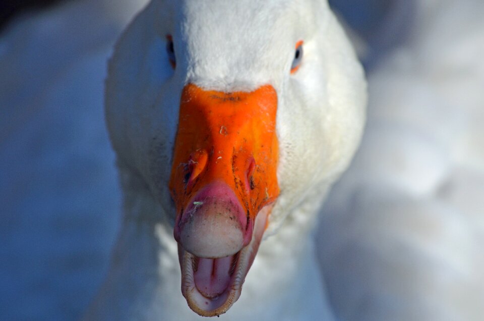 Domestic goose bill head