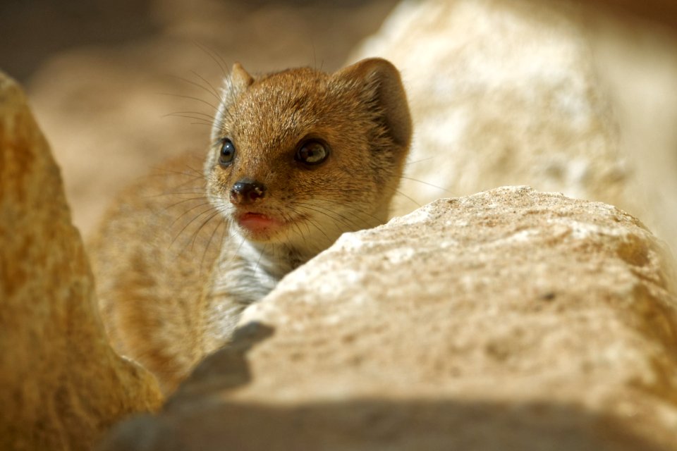 Yellow Mongoose, Marwell Zoo