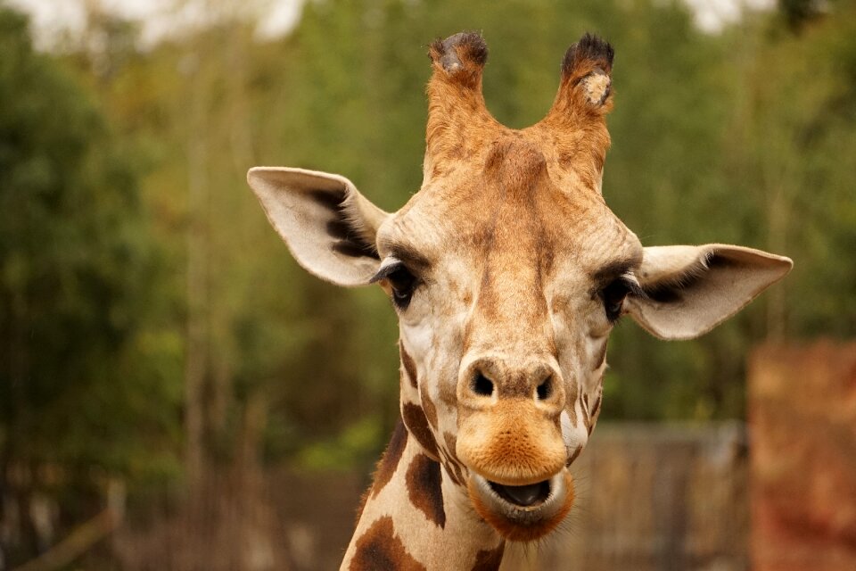 Head animal datailaufnahme