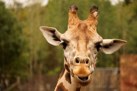 Head animal datailaufnahme