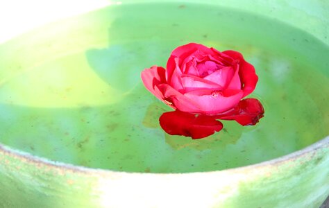 Flower water beauty