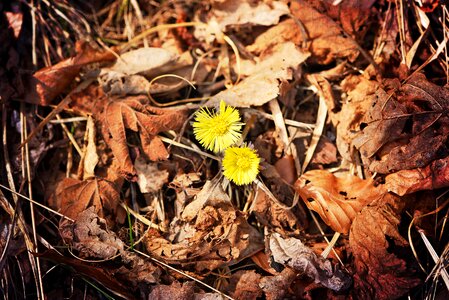 Spring flower leaves nature