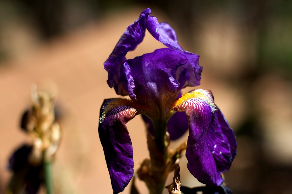 Sign Of The Last Iris?