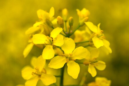Macro yellow rare plant