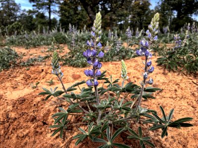 Let the Lupine Action Begin!