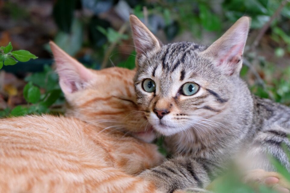 Small cats together attention