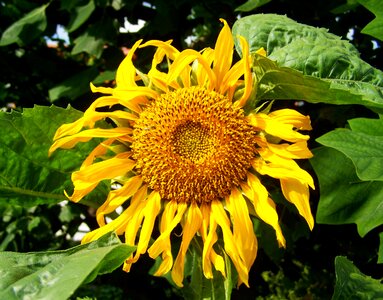 Sunflower yellow sunflower garden ornamental sunflower photo