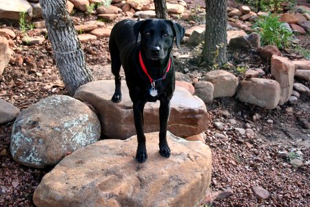 Cadu On Alert photo