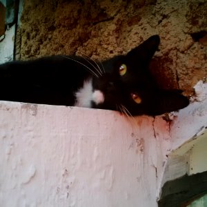 Black cat
