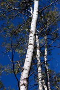 Aspen Sky photo