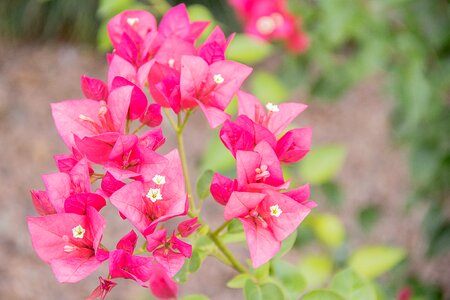 Spring garden flowers