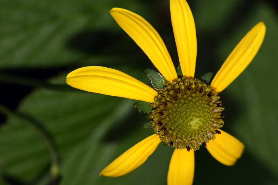 Macro coneflower yellow